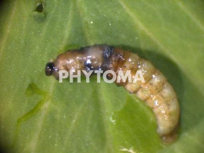 Hypera postica